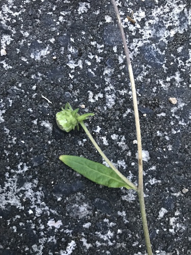Glossy-leaf carpesium (Carpesium glossophyllum)