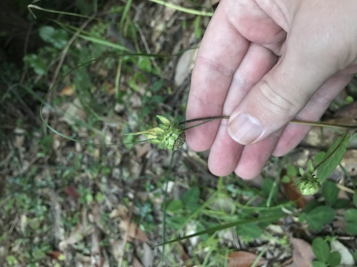 Image of Carpesium glossophyllum by no rights reserved