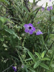 Pholistoma auritum auritum