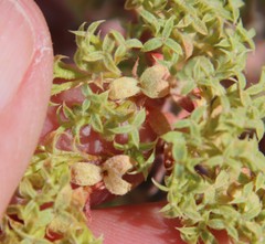 Chorizanthe corrugata