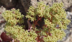 Chorizanthe corrugata