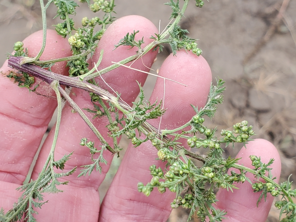 Rede de interações entre proteínas JAZ e MYC regula defesa e artemisinina em Artemisia annua