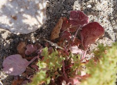 Chorizanthe corrugata