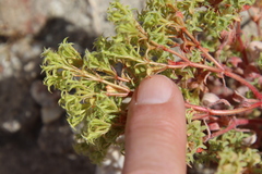Chorizanthe corrugata