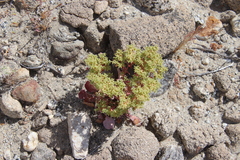 Chorizanthe corrugata