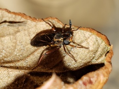 Phyllomydas parvulus