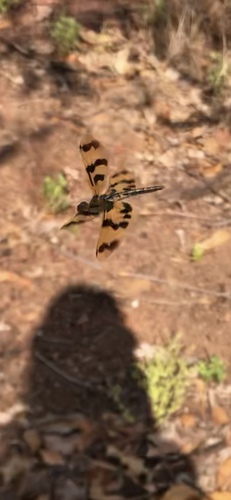 Graphic Flutterer