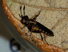 Phyllomydas parvulus