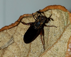 Phyllomydas parvulus