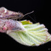 Eriocrania semipurpurella pacifica - Photo (c) Thomas Barbin, μερικά δικαιώματα διατηρούνται (CC BY-NC), uploaded by Thomas Barbin