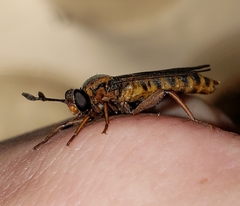 Phyllomydas parvulus