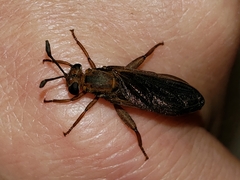 Phyllomydas parvulus