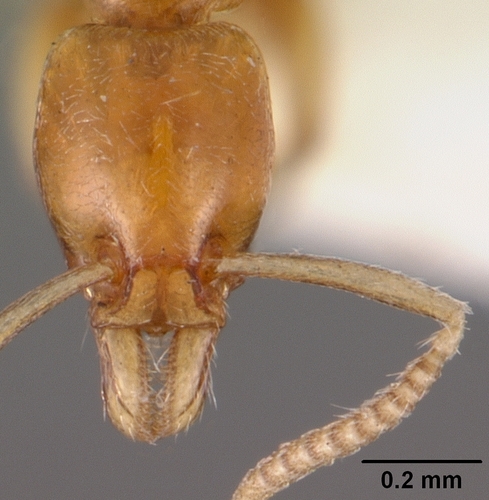 Protanilla rafflesiProtanilla rafflesi