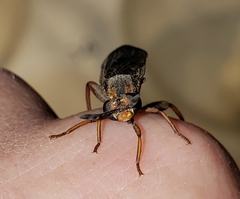 Phyllomydas parvulus