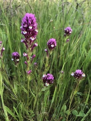 Castilleja densiflora gracilis