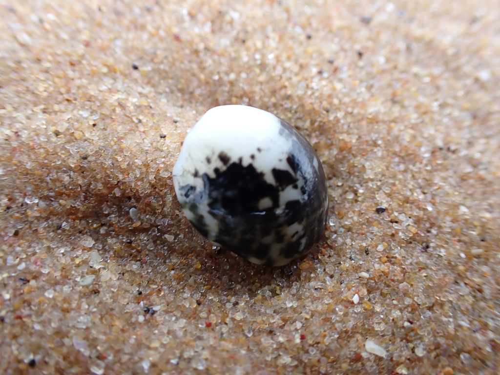 Blotched nerite