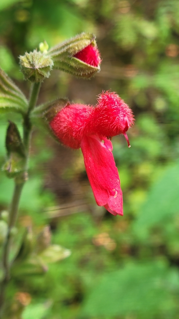 Cardinal Sage from 61413 Michoacán, Mexico on November 21, 2023 at 11: ...