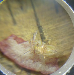 Tropidosteptes