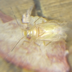 Tropidosteptes