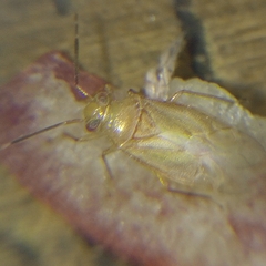 Tropidosteptes