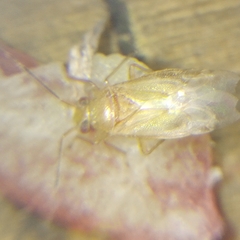 Tropidosteptes