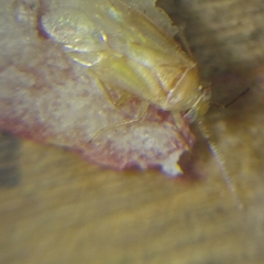 Tropidosteptes