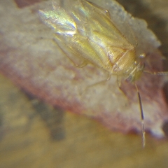 Tropidosteptes