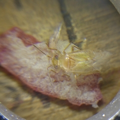 Tropidosteptes