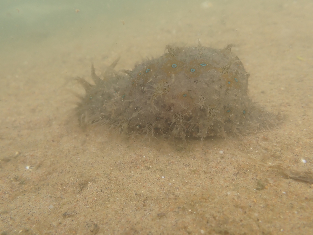 Blue-spotted sea hare