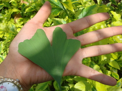 Ginkgo biloba