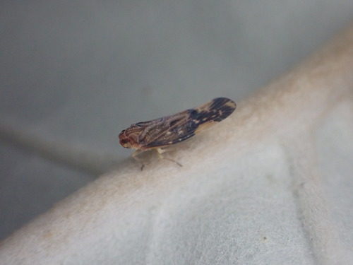 Eocenchrea maorica, 2023-11-21