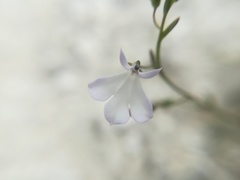 Lobelia gypsophila