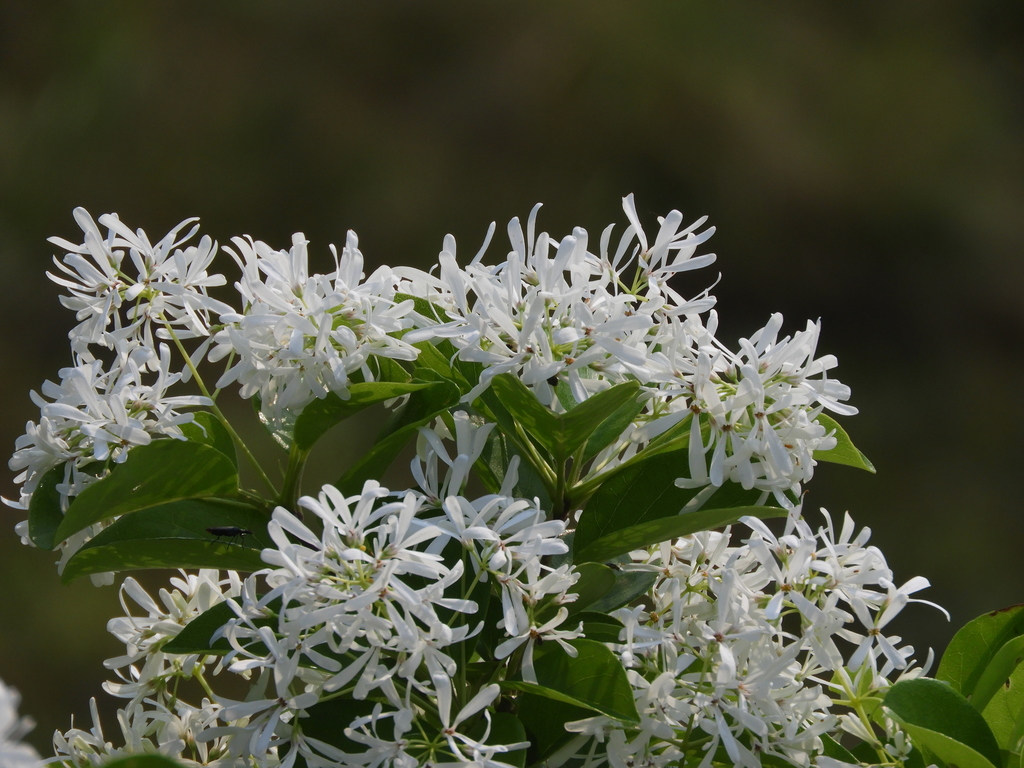 Tassel Tree