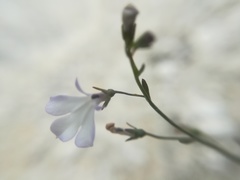 Lobelia gypsophila