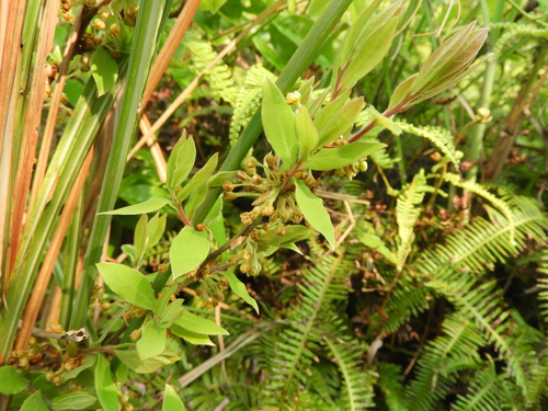 Lindera glauca iNat (1)