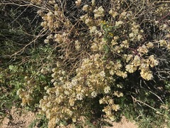 Lepidium fremontii