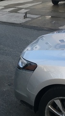 Sciurus carolinensis