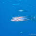 Mackerel Scad - Photo (c) 104623964081378888743, some rights reserved (CC BY-NC), uploaded by David R