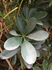 Heptapleurum ellipticum