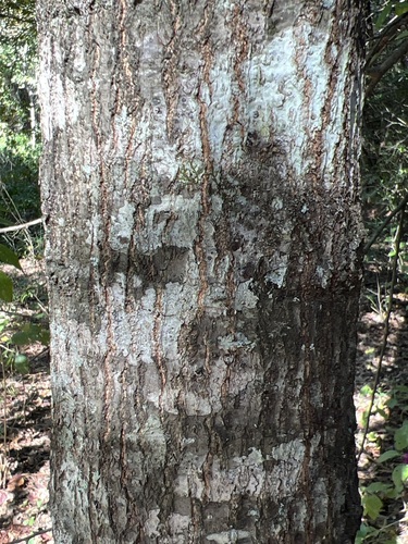 Image of Quercus texana by (c) Andy Jordan, some rights reserved (CC BY)