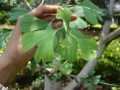 Ginkgo biloba