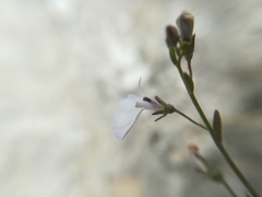 Lobelia gypsophila