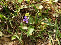 Viola inconspicua nagasakiensis