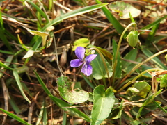 Viola inconspicua nagasakiensis