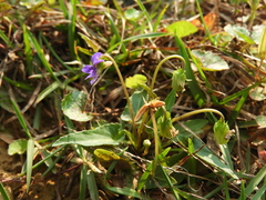 Viola inconspicua nagasakiensis