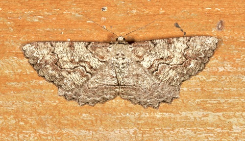 Giant Gray Moth photo 3