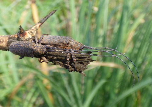Peritrox denticollis