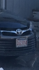 Sciurus carolinensis