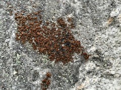 Toninia ruginosa pacifica