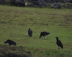 Coragyps atratus image